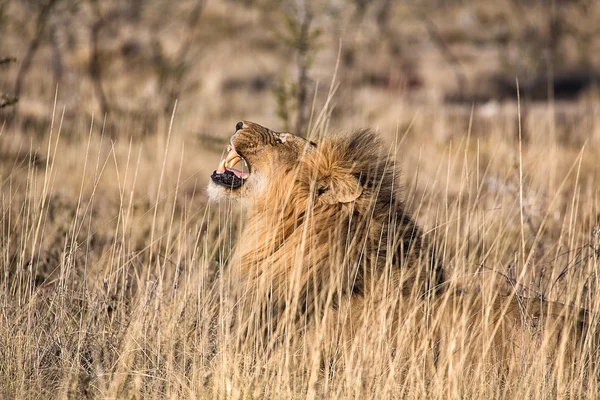 Leão macho rugindo no parque nacional de etosha namibia — Fotografia de Stock