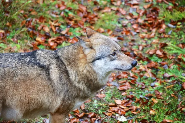 Vlk na Bavorský les národního parku Německo — Stock fotografie