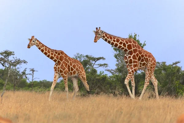 Dos jirafas caminando en el parque nacional del samburu kenya — Foto de Stock