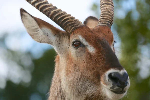 Retrato de um waterbuck no parque nacional masai mara kenya — Fotografia de Stock