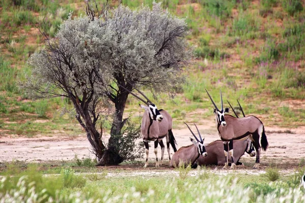 Oryxes sous un arbre au parc transfrontalier kgalagadi Afrique du Sud — Photo