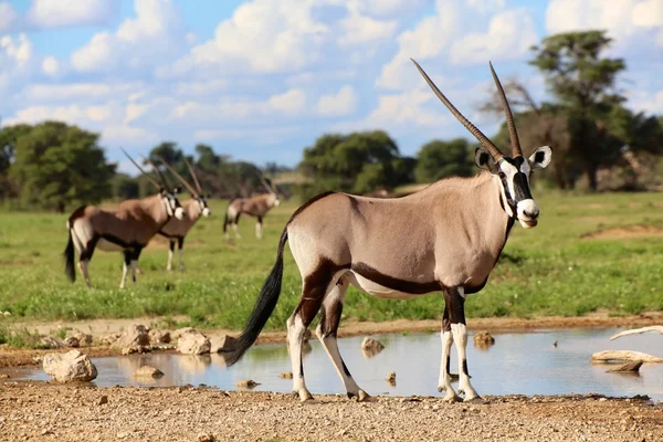 Oryxes under ata waterhole in kgalagadi transborder park Afrique du Sud — Photo