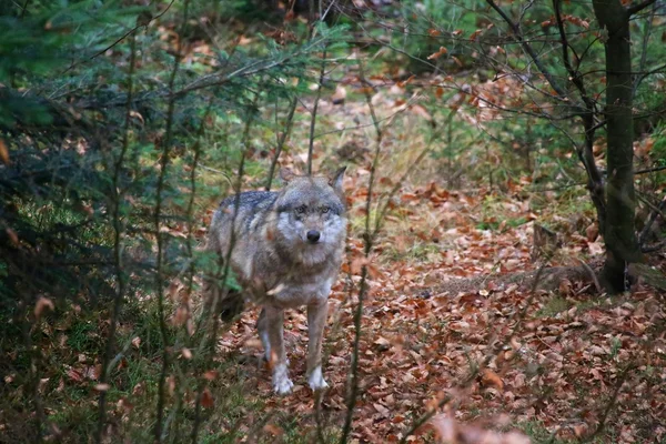 Lobo en el bosque bavariano parque nacional alemania — Foto de Stock