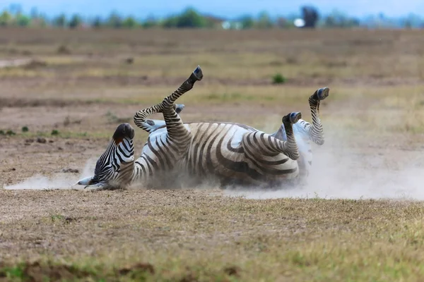 Zebra um o pó em masai mara parque nacional kenya — Fotografia de Stock