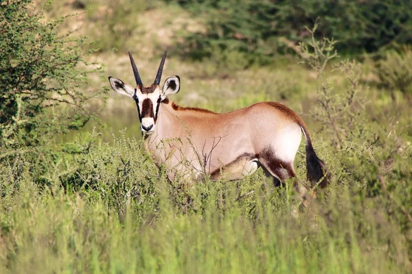 Oryx vasikka pensaassa klo kgalagadi rajat ylittävä puisto Etelä-Afrikassa — kuvapankkivalokuva