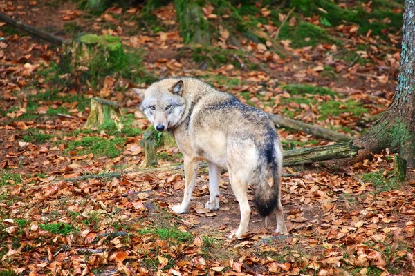Вовк у баварському лісовому національному парку Німеччини — стокове фото
