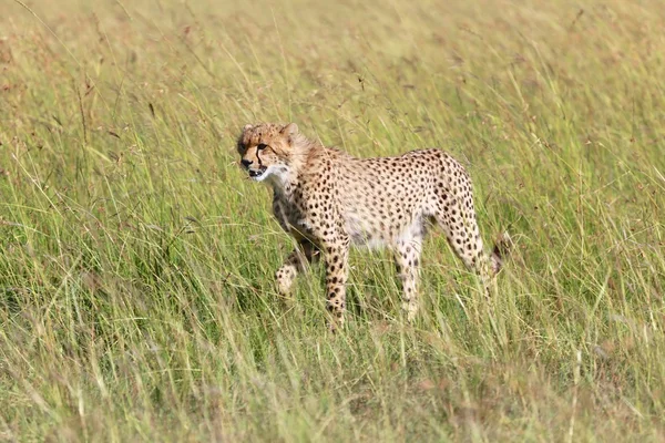 Giovane ghepardo al parco nazionale Masai Mara — Foto Stock