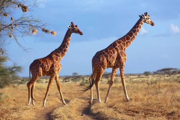 在桑布鲁国家公园肯尼亚马赛长颈鹿 — 图库照片