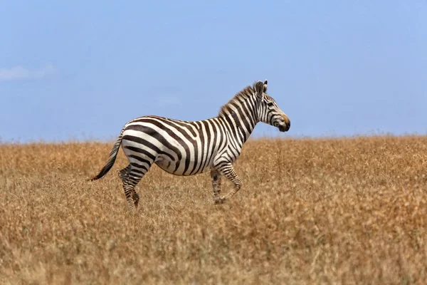 Zebra chodzenie na trawie w Parku Narodowego masai mara — Zdjęcie stockowe