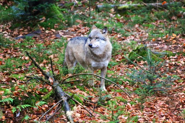 Kurt, bavarian forest Ulusal Parkı Almanya — Stok fotoğraf