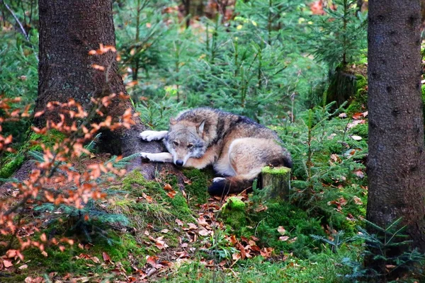 Lobo en el bosque bavariano parque nacional alemania — Foto de Stock
