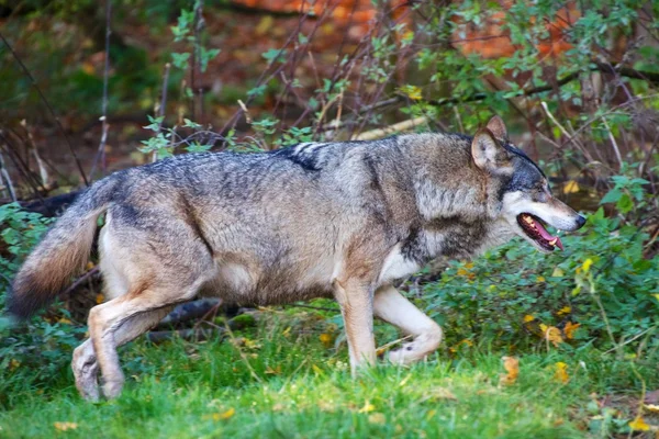 Lobo na floresta bávara parque nacional alemanha — Fotografia de Stock