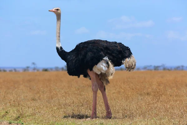 Ostriche op de masai mara nationaal park Kenia — Stockfoto