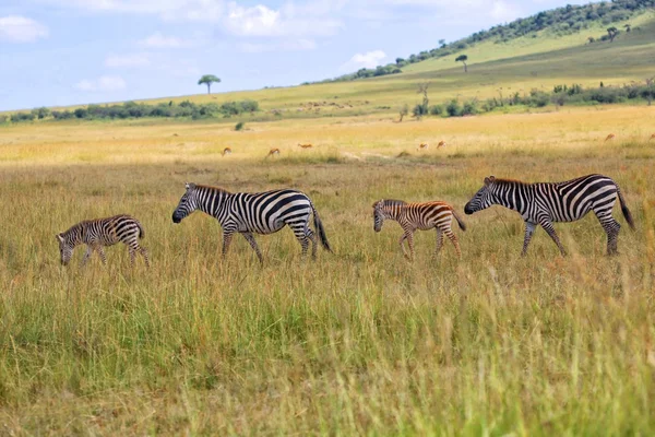 Zebror på masai mara national park kenya — Stockfoto