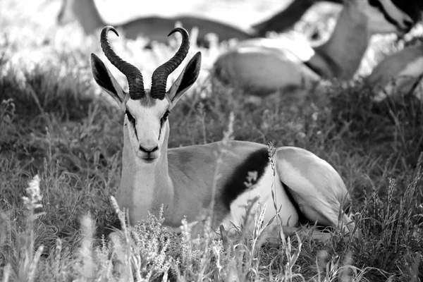 Kgalagadi transfrontier 공원은 남아 프리 카 공화국에서 스프링 로열티 프리 스톡 이미지