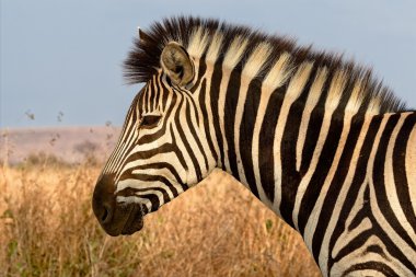 kruger national park Güney Afrika, bir zebra portresi