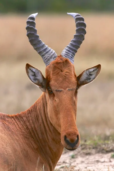 Portrét Buvolec stepní v národním parku masai mara — Stock fotografie