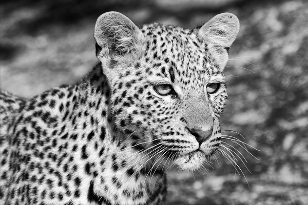 Joven Leopardo Parque Nacional Kruger Sur África — Foto de Stock