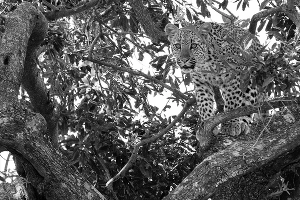 Молодой леопард в национальном парке Крюгер на юге Африки — стоковое фото