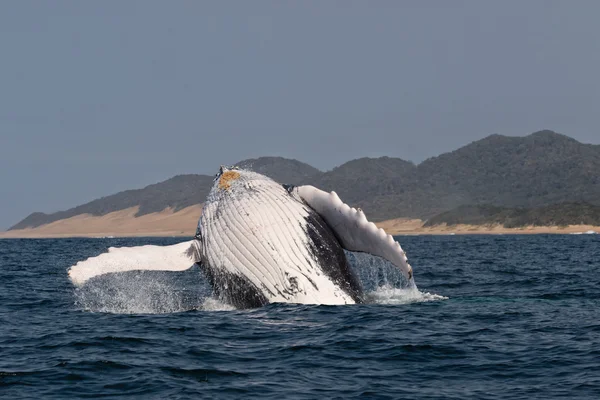 Humpback whale in south africa — Stock Photo, Image