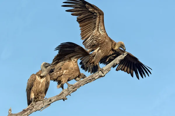 White-backed vulture in south africa — Stock Photo, Image
