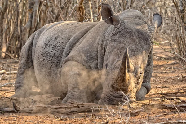 Énorme rhinocéros dormant en Afrique du Sud — Photo