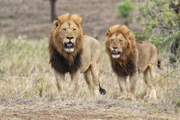 Brothers lions at kruger national park — Stock Photo, Image