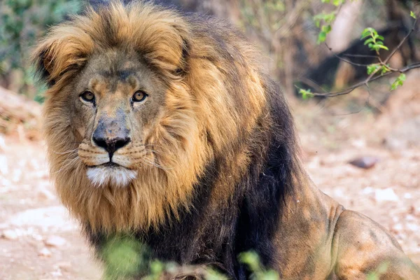 Güzel aslan kruger park — Stok fotoğraf