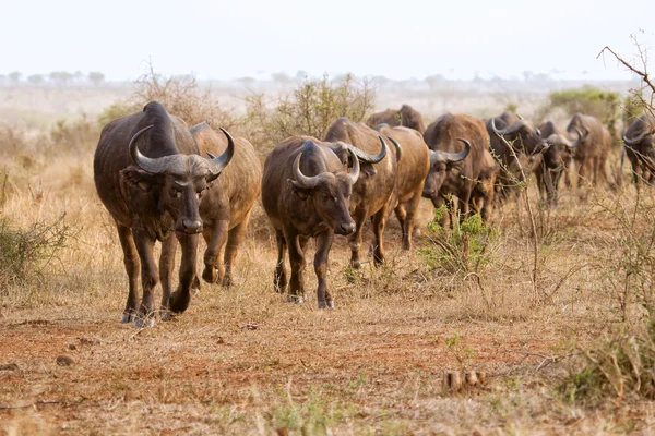 Manada de búfalos kruger —  Fotos de Stock