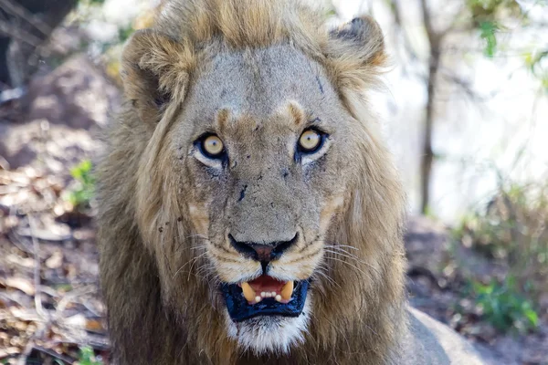 Tehlikeli clos-up aslan — Stok fotoğraf