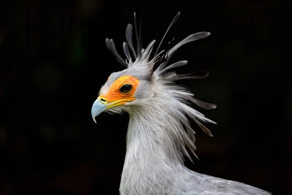 Sekreter kuşu Güney Afrika