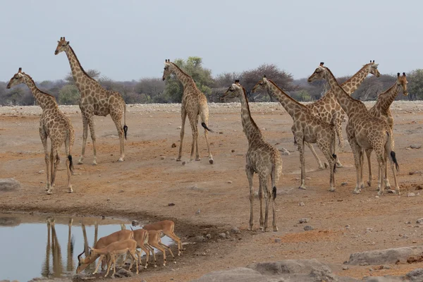 Giraffer möte på etosha — Stockfoto