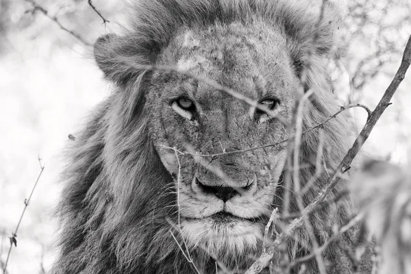 Ritratto di un leone — Foto Stock