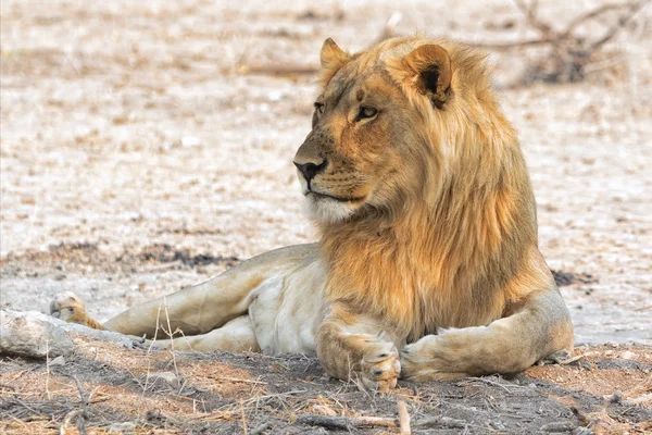 Der König von Etoscha — Stockfoto