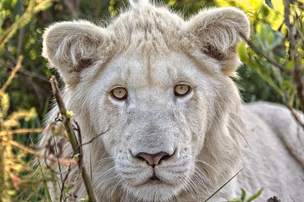 Λευκό λιοντάρι cub Νότια Αφρική — Φωτογραφία Αρχείου
