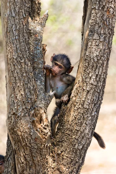 Joven babuino en África —  Fotos de Stock