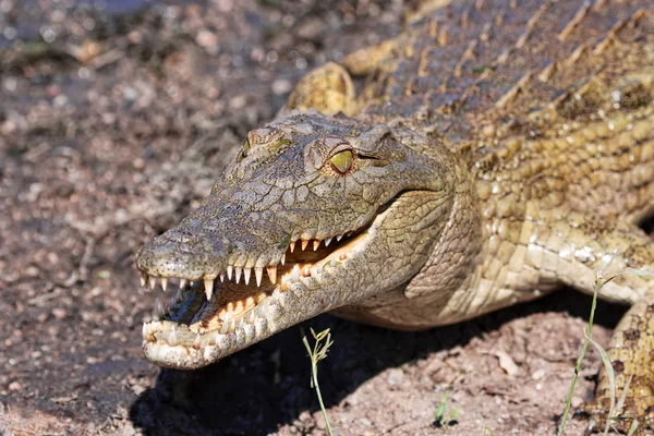 Fiatal krokodil kruger nemzeti park — Stock Fotó