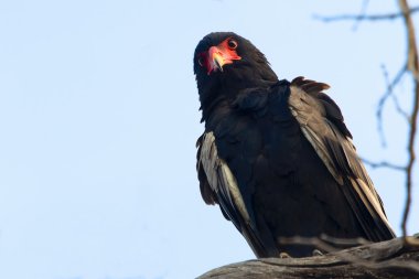 ağaçta Bateleur kartal