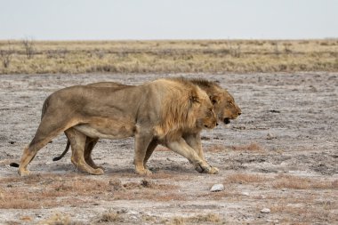 Aslanlar etkin ulusal Park'ta