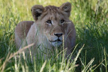 Aslan yavrusu kruger Milli Parkı