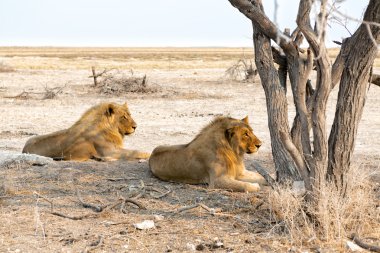 Aslanlar etkin ulusal Park'ta