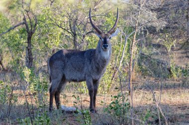 waterbuck (Defassa yarış) kruger
