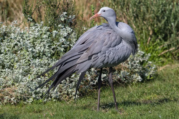 Blue crane south africa — Stock Photo, Image