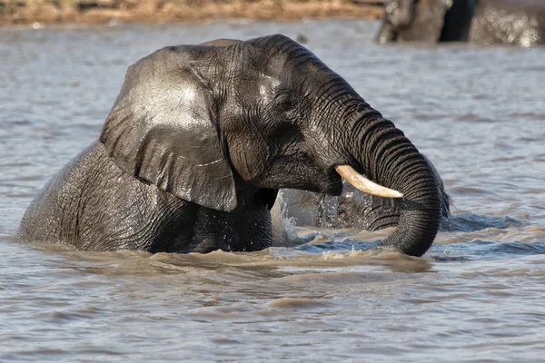 Слон принимает ванну — стоковое фото