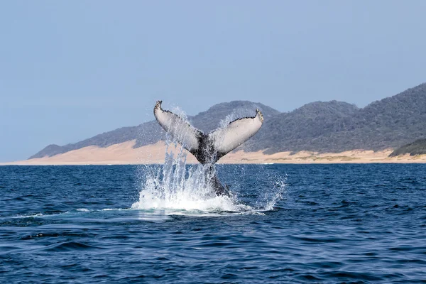 Baleia jubarte África do Sul — Fotografia de Stock