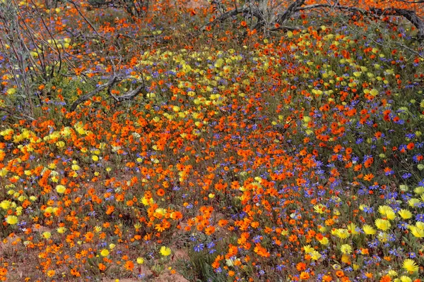 Blumen im namaqua Nationalpark — Stockfoto
