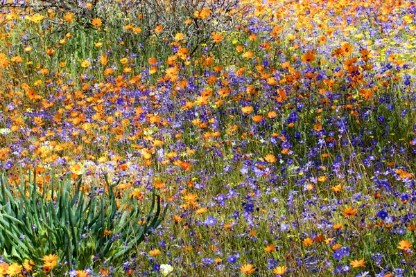 Çiçeklere Namaka Milli Parkı