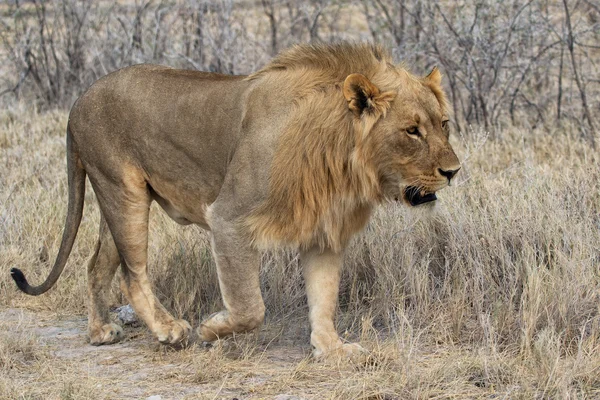 Lev na národní park etosha — Stock fotografie