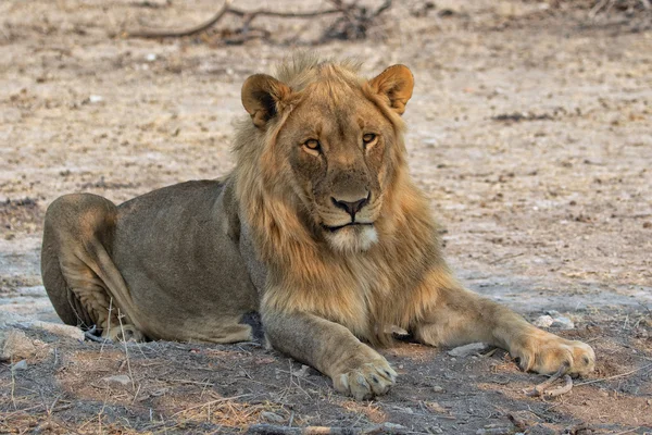 Lion at etosha national park — Stock Photo, Image