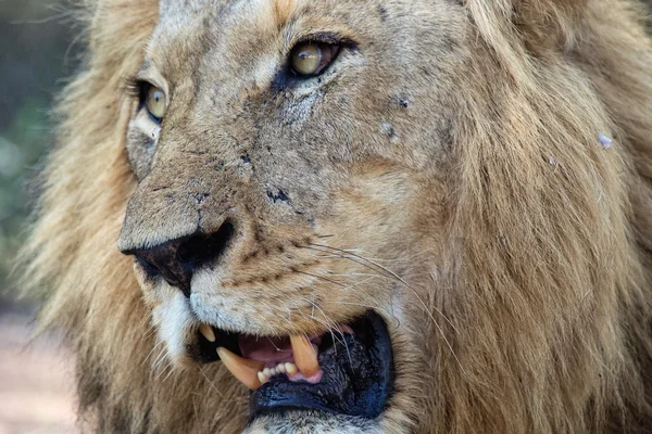 Aslan etkin ulusal Park'ta — Stok fotoğraf